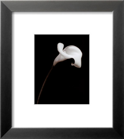 Calla by Sara Liu Pricing Limited Edition Print image