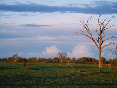 Wildlife On The Grasslands Of Chobe National Park by Beverly Joubert Pricing Limited Edition Print image