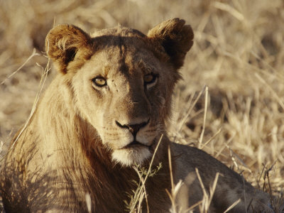 Portrait Of A Young Male Lion by Beverly Joubert Pricing Limited Edition Print image