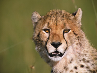 A Cheetah Looks Straight At The Camera by Beverly Joubert Pricing Limited Edition Print image