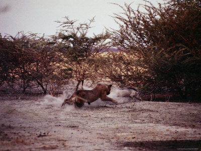 A Lioness Chasing A Warthog by Beverly Joubert Pricing Limited Edition Print image