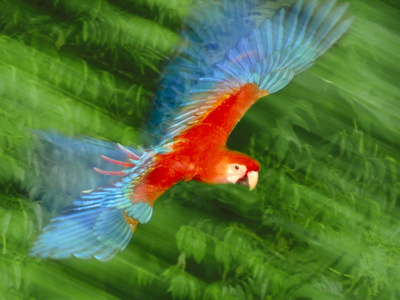 Scarlet Macaw In Flight, Tambopata National Reserve, Peru by Frans Lanting Pricing Limited Edition Print image