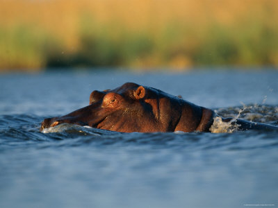 Hippopotamus Swimming by Beverly Joubert Pricing Limited Edition Print image
