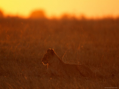 A Lioness Surveys Her Territory by Beverly Joubert Pricing Limited Edition Print image