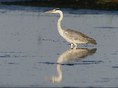 A Gray Heron Hunts In Shallow Water by Beverly Joubert Pricing Limited Edition Print image