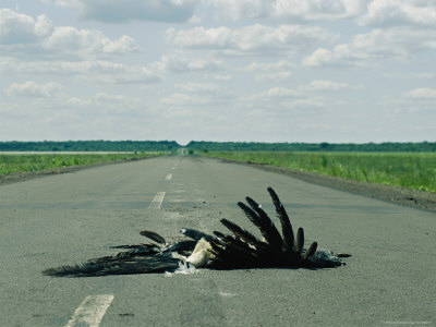 The Carcass Of A Marabou Stork Run Over As He Was Trying To Cross The Nata Road by Beverly Joubert Pricing Limited Edition Print image