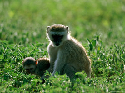 Vervet Monkey With Young by Beverly Joubert Pricing Limited Edition Print image
