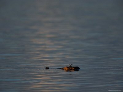 Crocodile Swimming by Beverly Joubert Pricing Limited Edition Print image