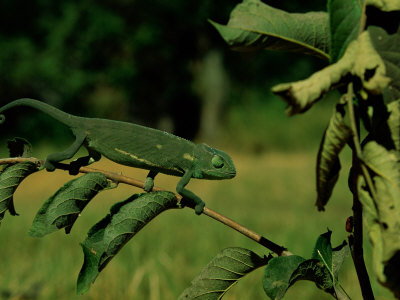 Chameleon On Foliage by Beverly Joubert Pricing Limited Edition Print image