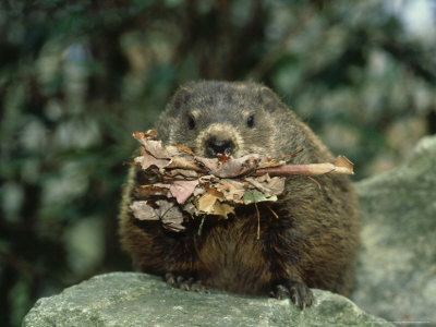 Woodchuck Or Groundhog, Gathering Winter Feed, Usa by Brian Kenney Pricing Limited Edition Print image