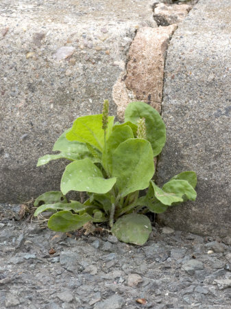 Plantain, Growing In Gutter Beside Kerb by Kidd Geoff Pricing Limited Edition Print image
