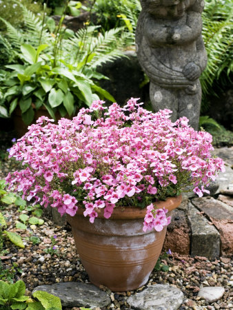 Diascia Trailing Antique Rose Diastu Pot Plant by Geoff Kidd Pricing Limited Edition Print image