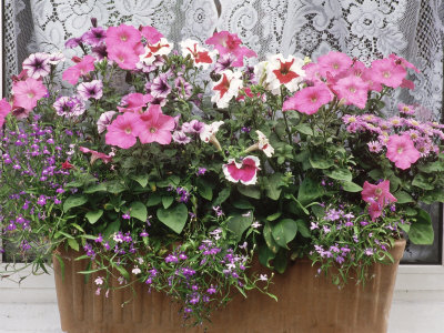 Summer Window Box With Lobelia And Petunia by Lynne Brotchie Pricing Limited Edition Print image