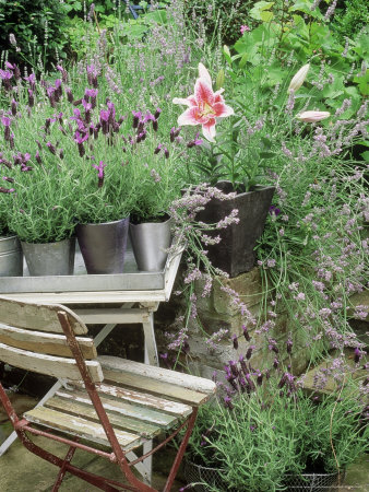 Lavendula (Lavender) & Lilium Stargazer (Lily) In Metal Pots On Bench, With Old Wooden Chair by Linda Burgess Pricing Limited Edition Print image