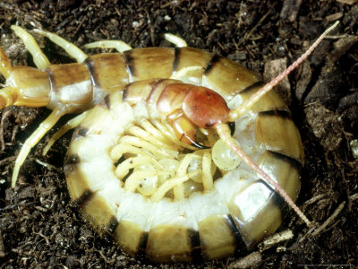 Centipede, With Eggs by Oxford Scientific Pricing Limited Edition Print image