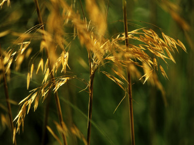 Stipa Gigantea (Golden Oats), September Grass by Fiona Mcleod Pricing Limited Edition Print image