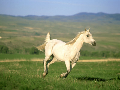 Arabian Stallion, Montana by Alan And Sandy Carey Pricing Limited Edition Print image