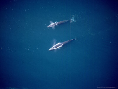 Fin Whale, Aerial, Mexico by Patricio Robles Gil Pricing Limited Edition Print image