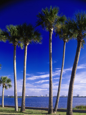 Sable Palm Along Riverside Drive, Port Orange by Jeff Greenberg Pricing Limited Edition Print image