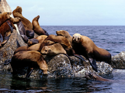 California Sea Lions, Monterey California, Usa by David B. Fleetham Pricing Limited Edition Print image