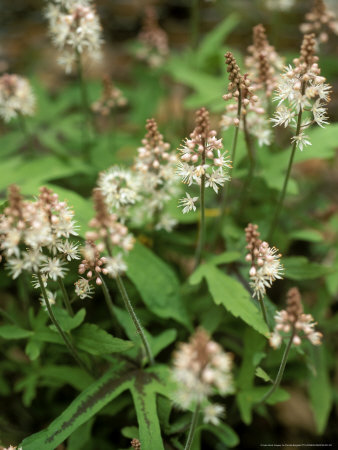 Tiarella (Cygnet) Close-Up Of Flowers And Foliage by Pernilla Bergdahl Pricing Limited Edition Print image