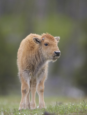 Bison, Young Calf Standing In Meadow, Usa by Mark Hamblin Pricing Limited Edition Print image
