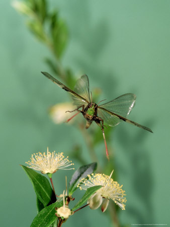 Grasshopper, Jumping, Portugal by Paulo De Oliveira Pricing Limited Edition Print image