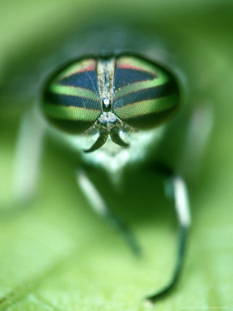 Striped Horsefly, Tabanus Lineola by James H. Robinson Pricing Limited Edition Print image