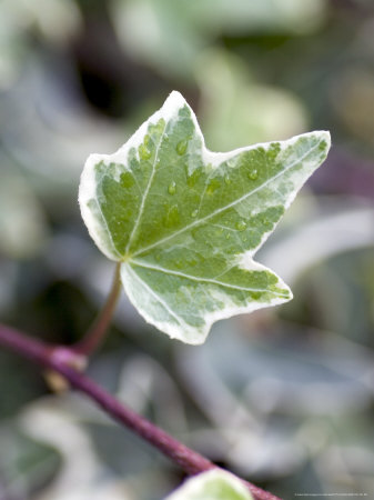 English Ivy, Close Up Of Leaf by Kidd Geoff Pricing Limited Edition Print image