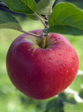 Malus (Sweet Society), Close-Up Of Red Apple On Branch by Mark Bolton Pricing Limited Edition Print image