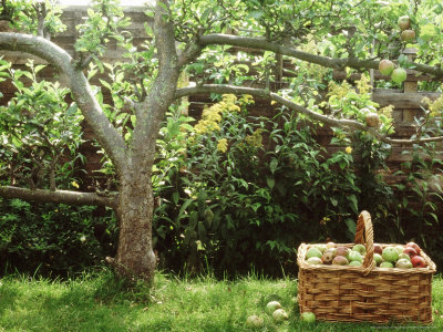 Espalier Apple Tree Worcester Basket Of Apples Underneath Tree by Linda Burgess Pricing Limited Edition Print image