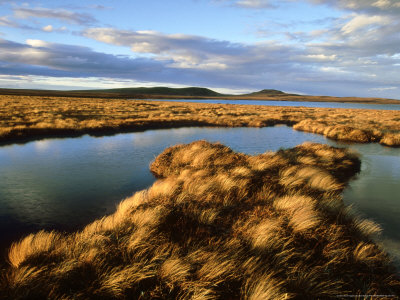 Bog Pools In Flow Country, Sutherland, Scotland by Niall Benvie Pricing Limited Edition Print image
