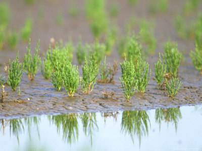 Rock Samphire, Crithmum Maritimum by Chris Knights Pricing Limited Edition Print image