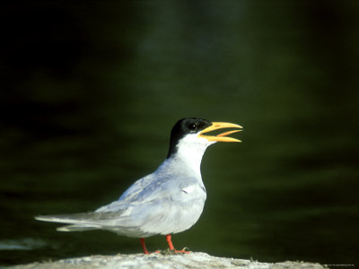 River Tern, India by Vivek Sinha Pricing Limited Edition Print image