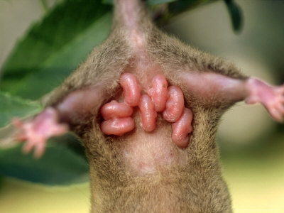 Short-Tailed Opossum, Brazil by Alan And Sandy Carey Pricing Limited Edition Print image