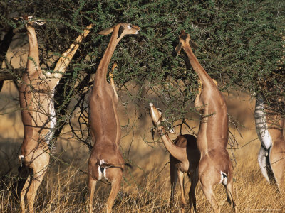 Gerenuk (Litocranius Walleri), Mara Game Reserve by Ralph Reinhold Pricing Limited Edition Print image