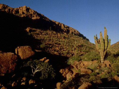 Desert Landscape, Gulf Of California by Patricio Robles Gil Pricing Limited Edition Print image