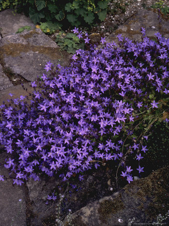 Campanula Poscharskyana by John Baker Pricing Limited Edition Print image