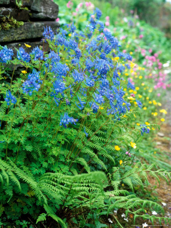 Corydalis Elata And Fern by Pernilla Bergdahl Pricing Limited Edition Print image