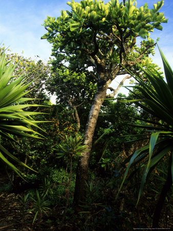 Ox Tree Or Bois De Boef, Mauritius by Roger De La Harpe Pricing Limited Edition Print image