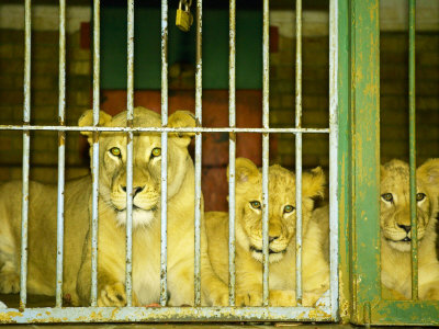 Lions At Johannesburg Zoo, Gauteng, South Africa by Roger De La Harpe Pricing Limited Edition Print image