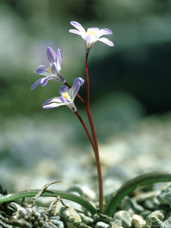 Scilla Nana, Chionodoxa Cretica, White Mountains, Crete by Bob Gibbons Pricing Limited Edition Print image