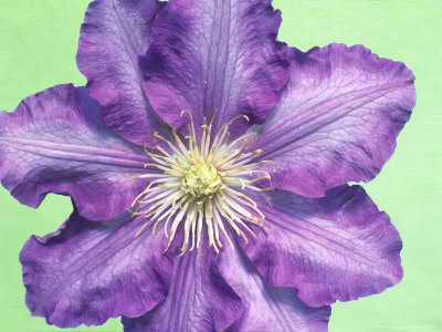 Clematis Flower Against Green Background by Linda Burgess Pricing Limited Edition Print image