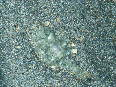 Flounder, Platichthys Flesus Devon, Uk by Oxford Scientific Pricing Limited Edition Print image