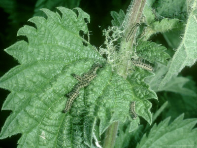 Small Tortoiseshell Butterflies, 2Nd Instar Caterpillars On Nettles, Uk by Oxford Scientific Pricing Limited Edition Print image