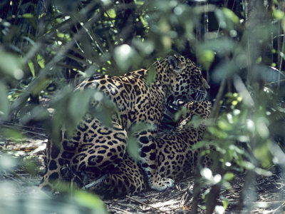 Jaguar, Pair Mating, C. America by Partirdge Films Ltd. Pricing Limited Edition Print image