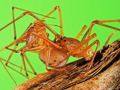 Spitting Spiders, Mating Couple, Rome, Italy by Emanuele Biggi Pricing Limited Edition Print image