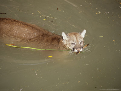 Mountain Lion, Swimming, Usa by James H. Robinson Pricing Limited Edition Print image