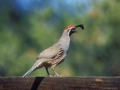 Gambels Quail, Arizona by David Boag Pricing Limited Edition Print image