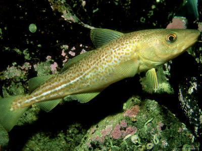 Cod, West Scotland by Sue Scott Pricing Limited Edition Print image